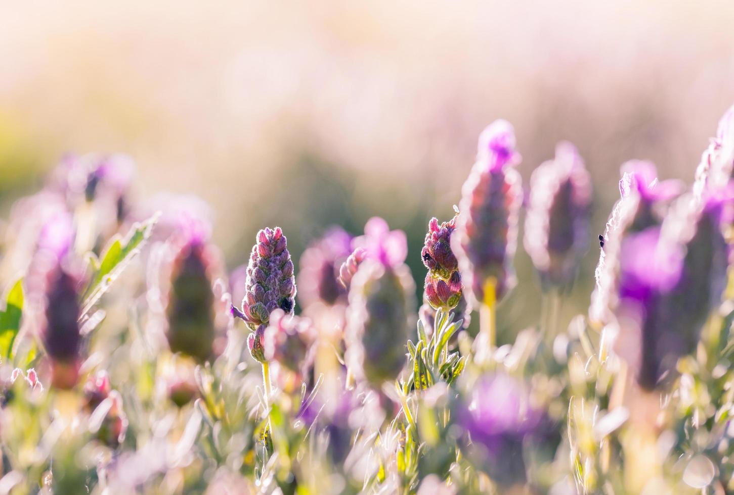 primer plano de lavanda foto