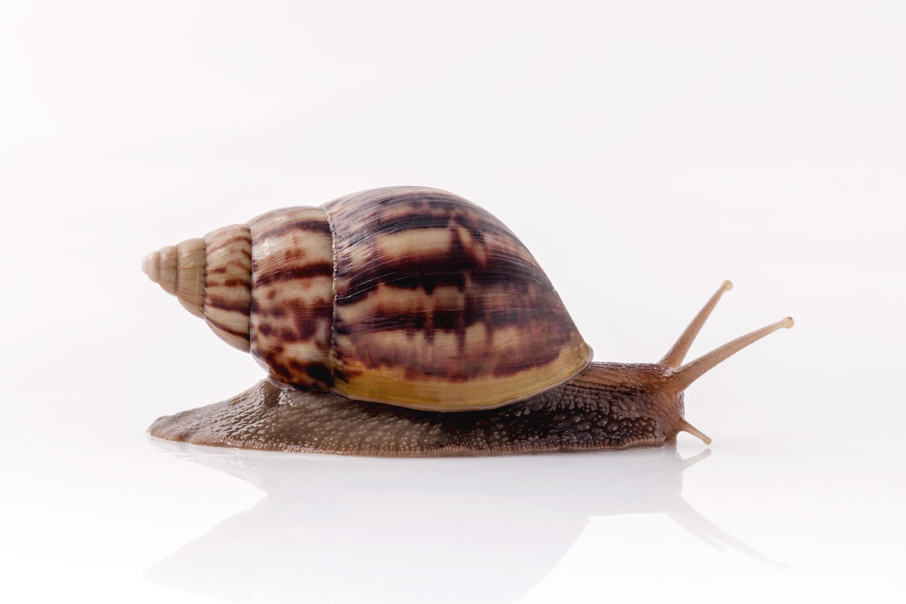 Garden Snail Isolated On White Background With Reflection Stock Photo At Vecteezy