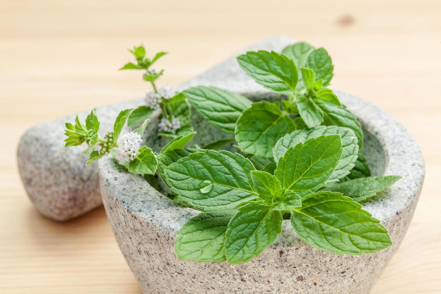 Close-up of mint in a mortar photo