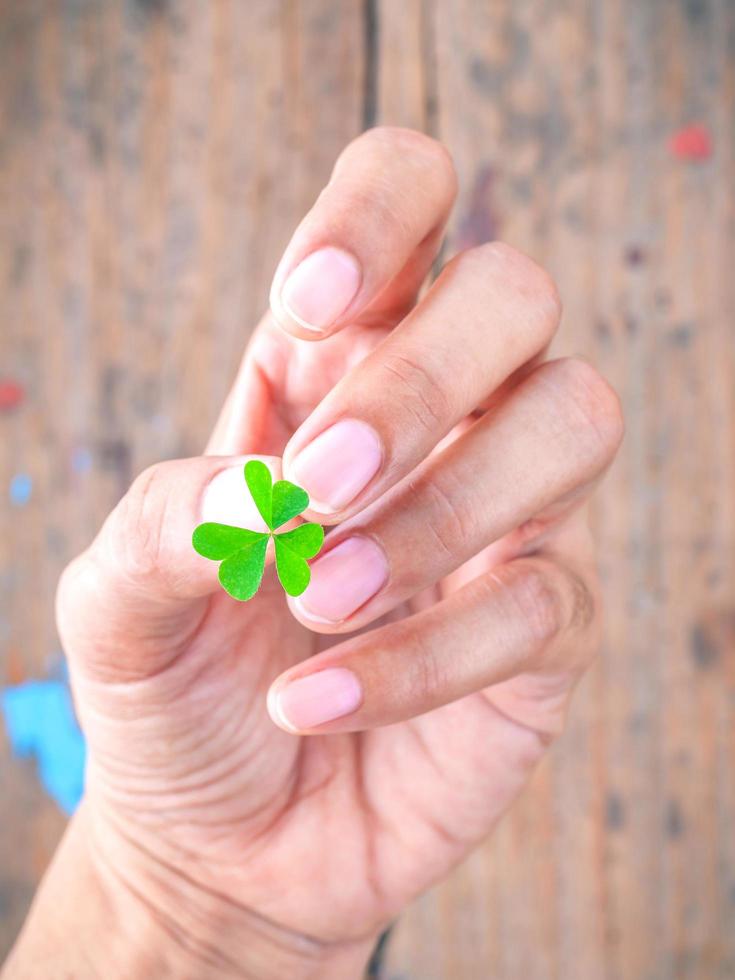 Green clover in hand photo