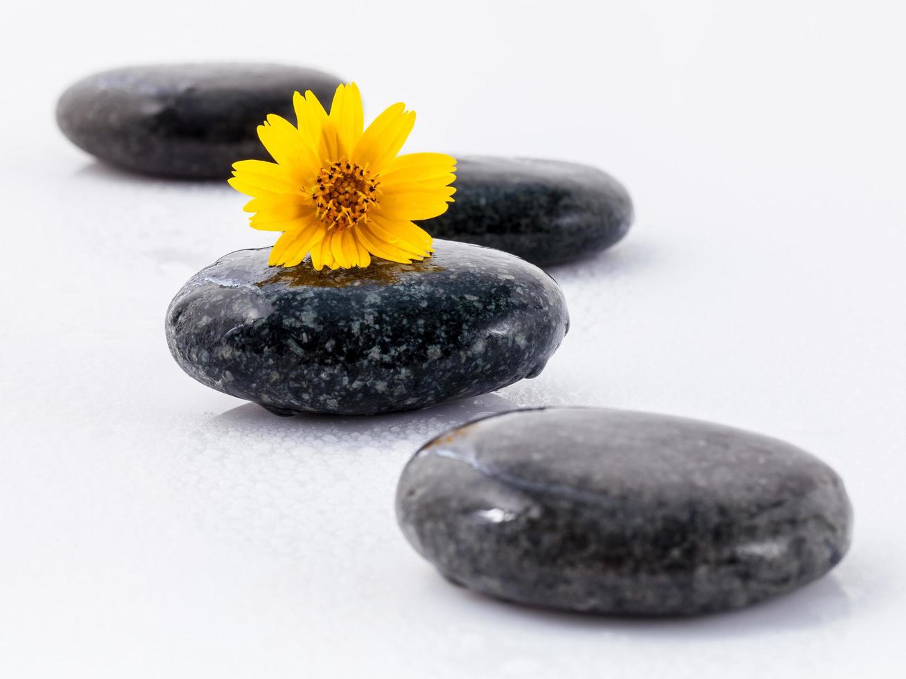 Yellow flower and stones photo