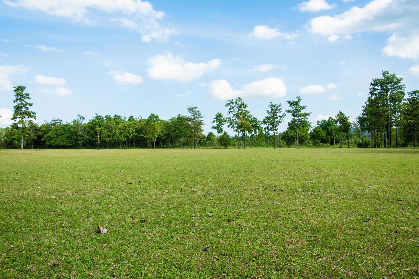 Park with green grass fields with a beautiful park scene background photo