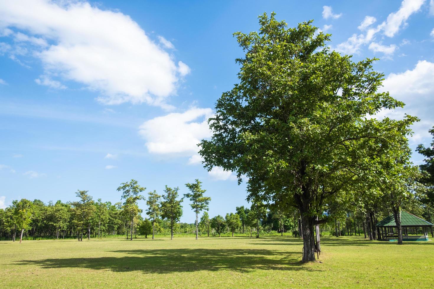 Park with green grass fields with a beautiful park scene background photo