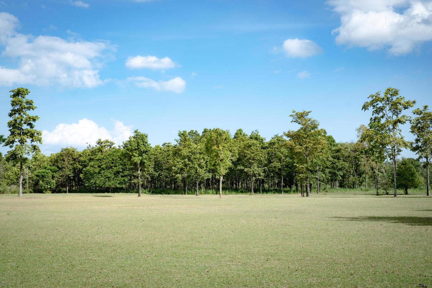 Park with green grass fields with a beautiful park scene background photo