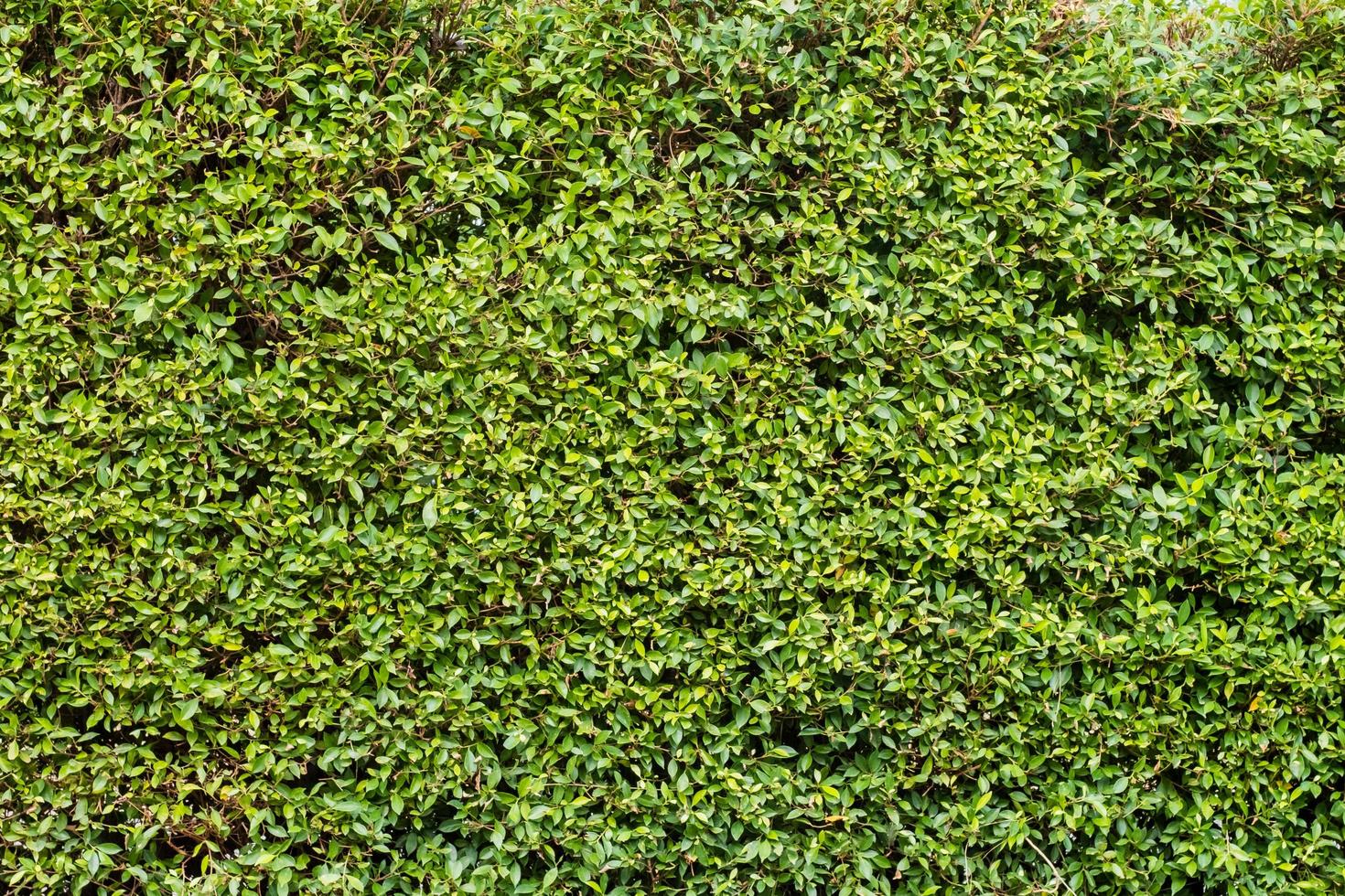 Green leaves wall backdrop 2077680 Stock Photo at Vecteezy