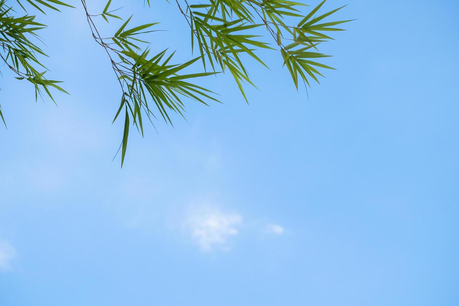 Fondo de verano de hojas de bambú con un cielo azul foto