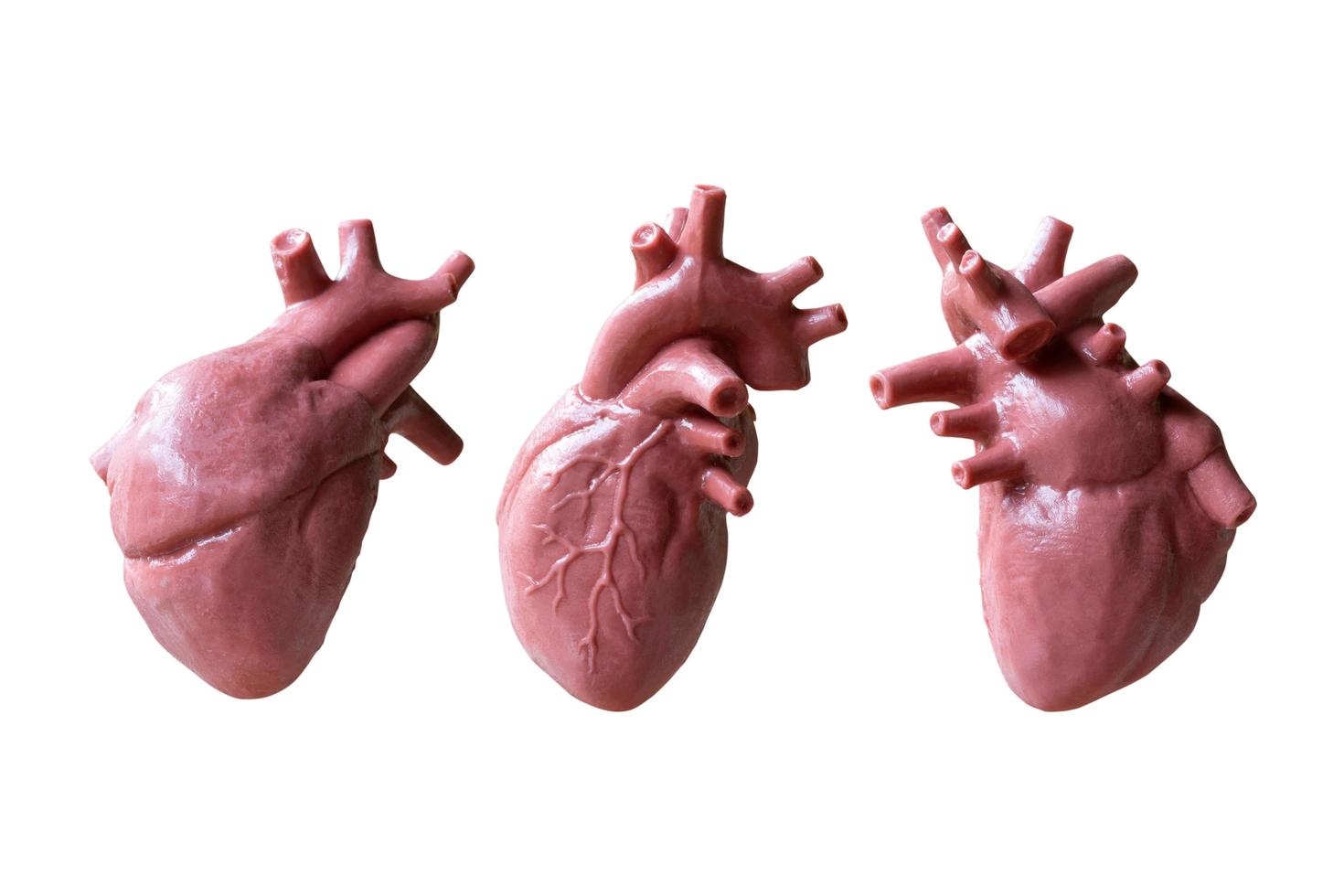 Modelo anatómico de un corazón humano aislado sobre un fondo blanco. foto