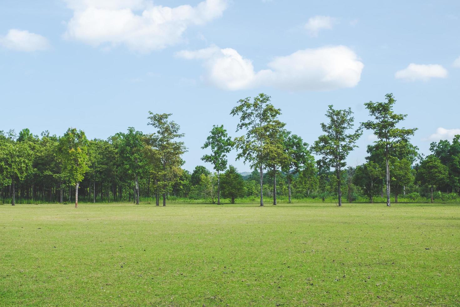 Park with green grass fields with a beautiful park scene background photo