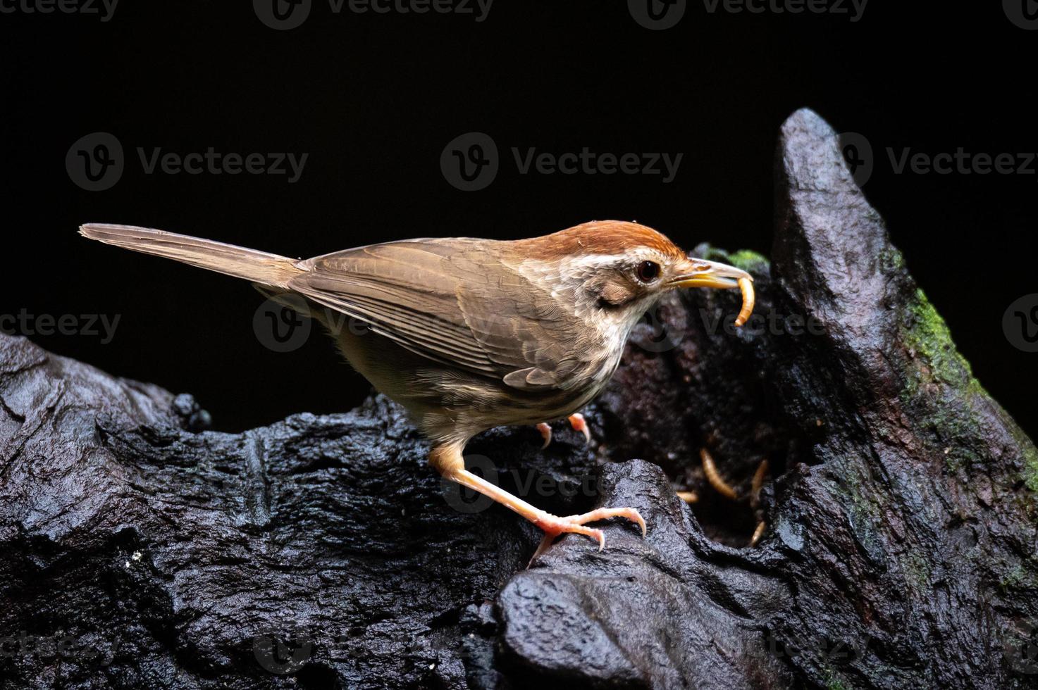 Spotted babbler eating worm on a log photo