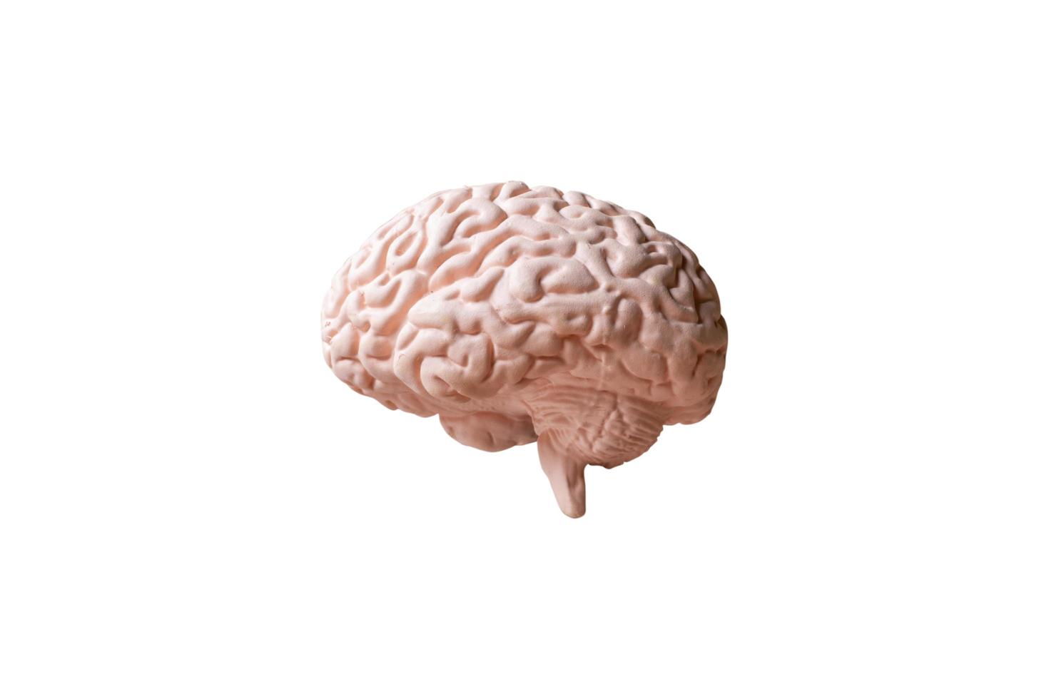 Anatomical model of a human brain isolated on a white background photo