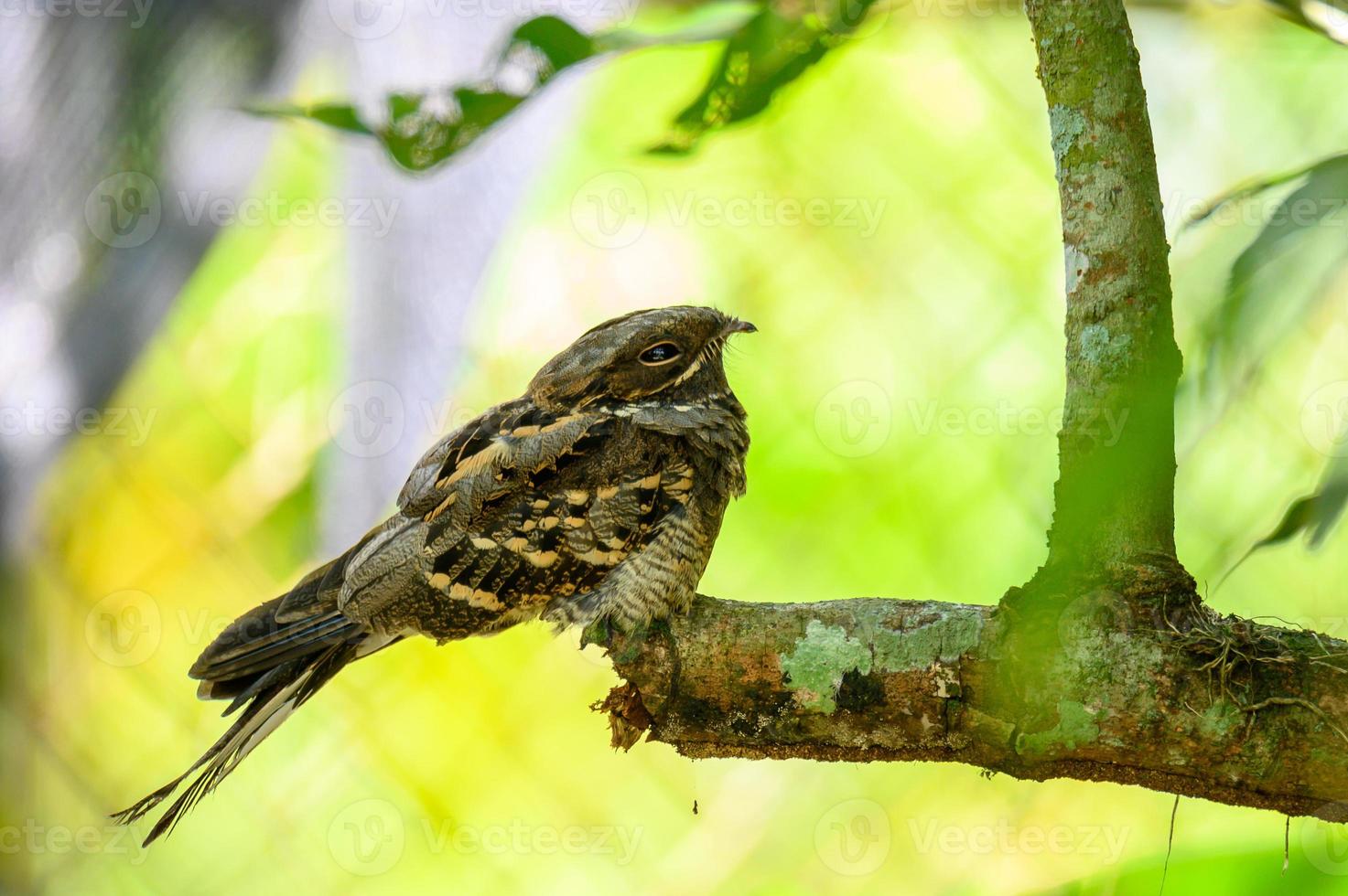 Chotacabras de cola grande pájaro en la rama de un árbol en el bosque foto