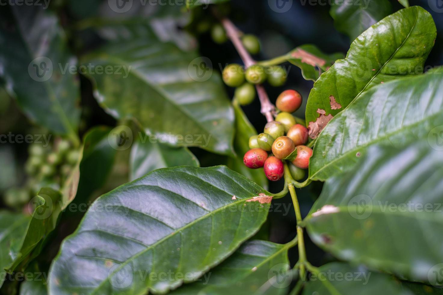 Frijoles rojos y verdes de café en árbol en Phahee, Chiang Rai, Tailandia foto