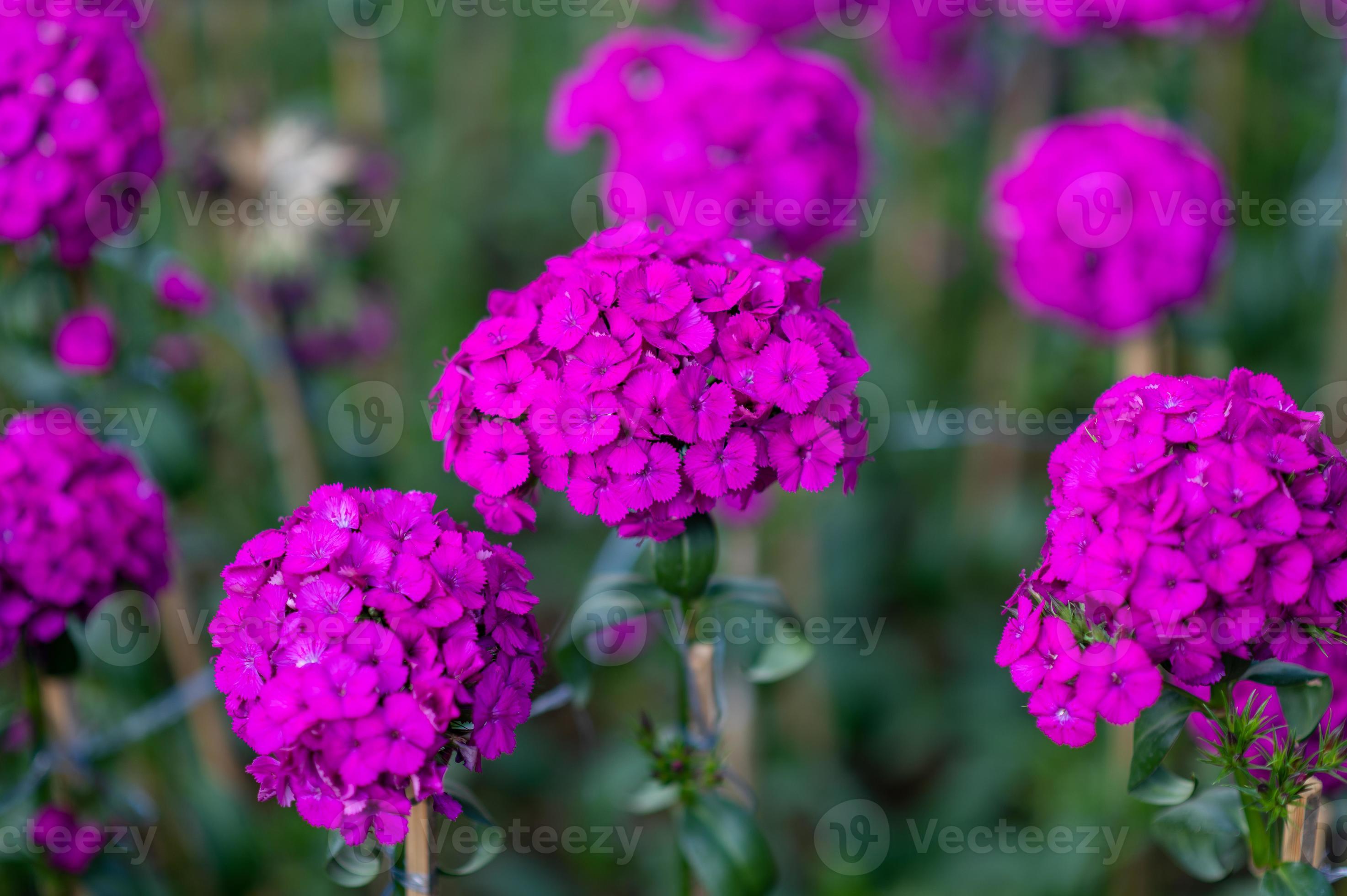 Bright purple flowers in the field photo