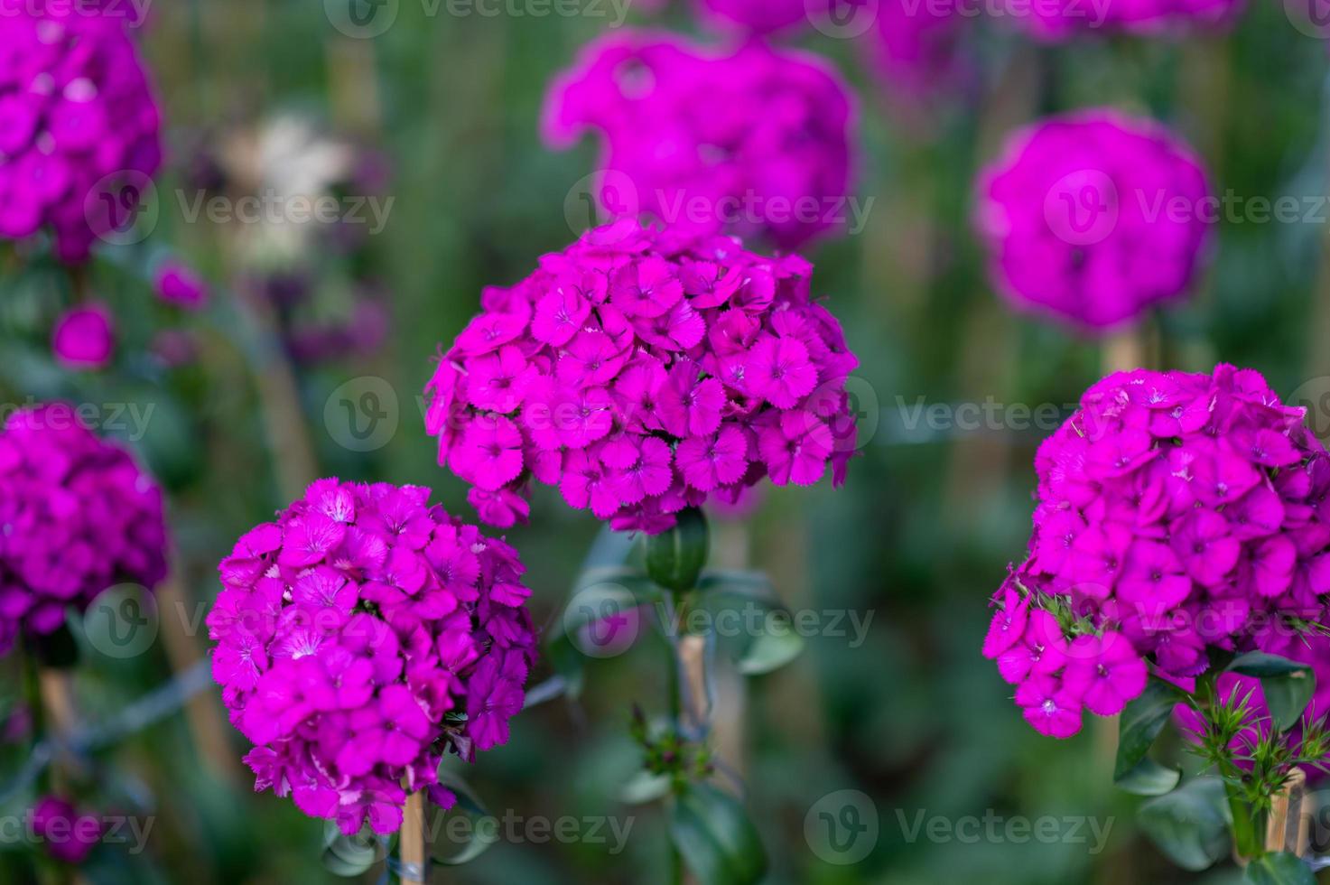 flores de color púrpura brillante en el campo foto