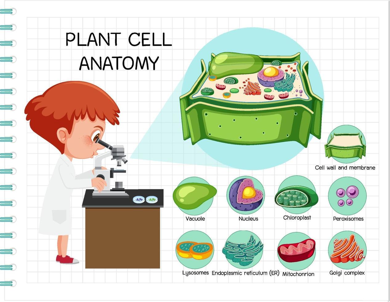 anatomía del diagrama de biología de células vegetales vector