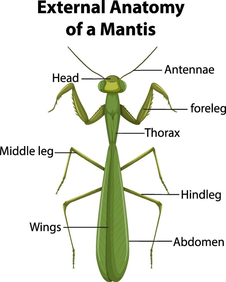 Anatomía externa de una mantis sobre fondo blanco. vector