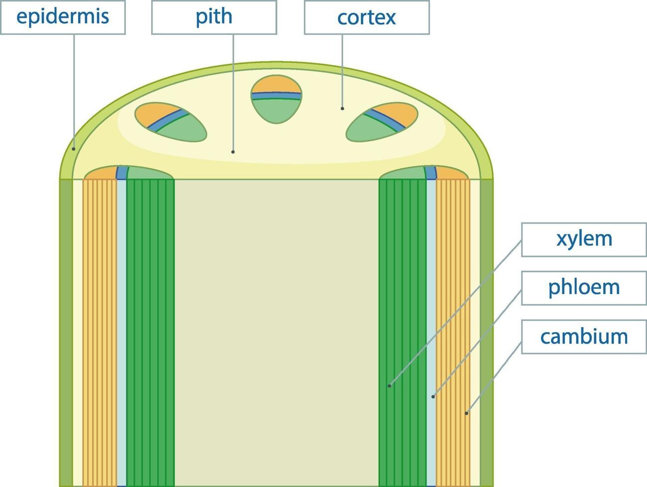 diagrama que muestra el sistema de tejido vascular en plantas vector