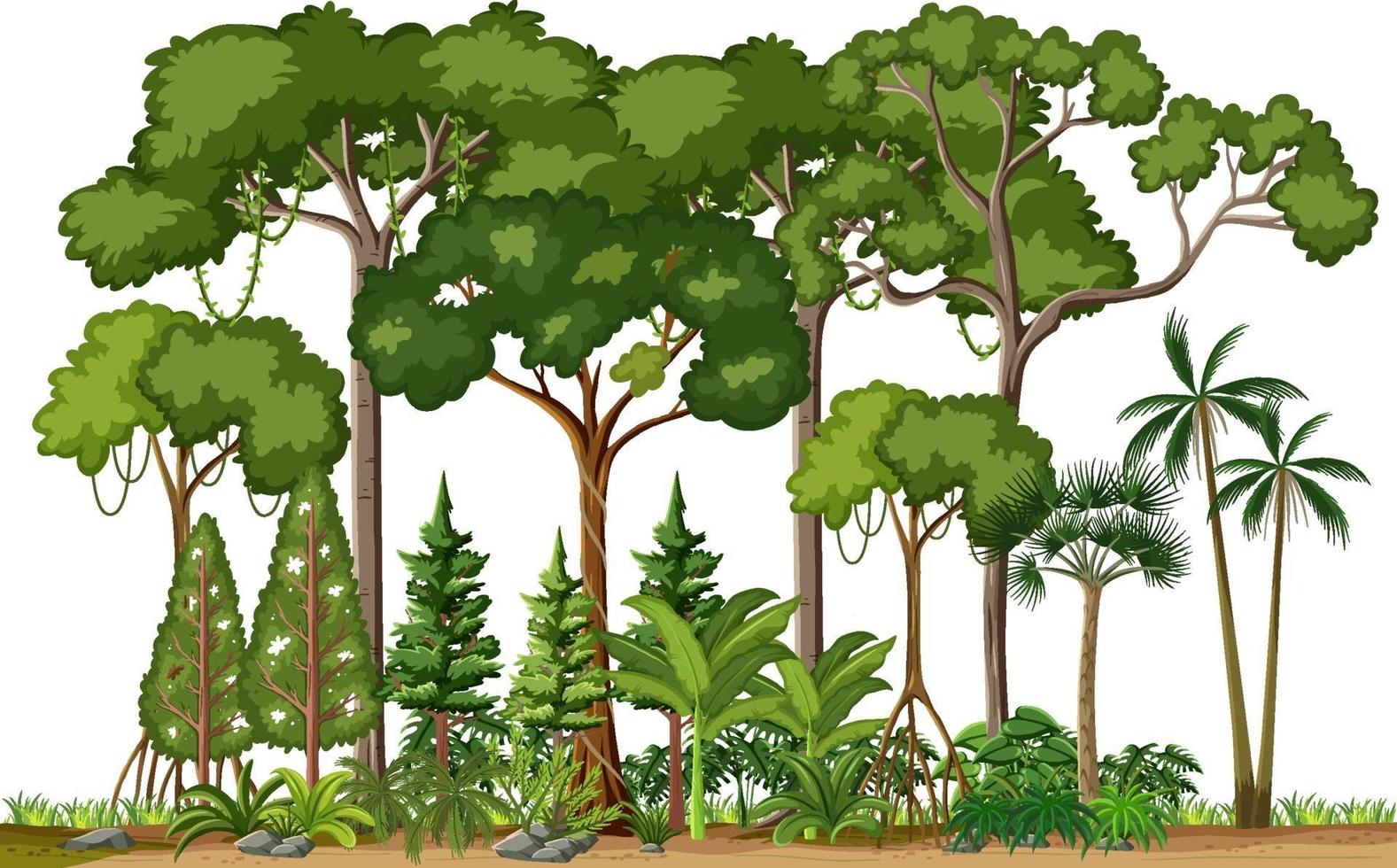 Conjunto de diferentes árboles de la selva sobre fondo blanco. vector