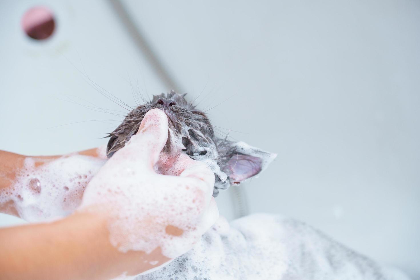 gato enojado en la bañera foto