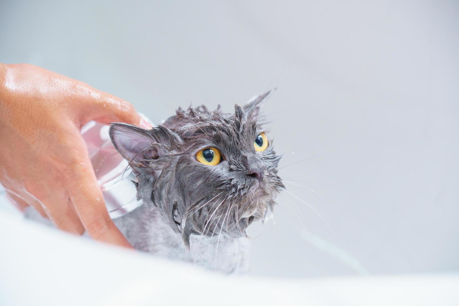 Angry cat in the bathtub photo