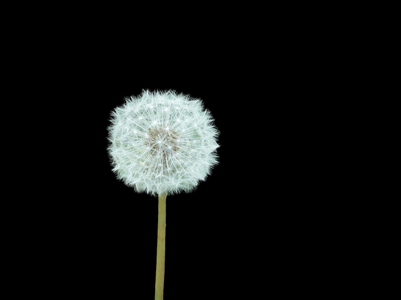Dandelion fluff against a black background photo