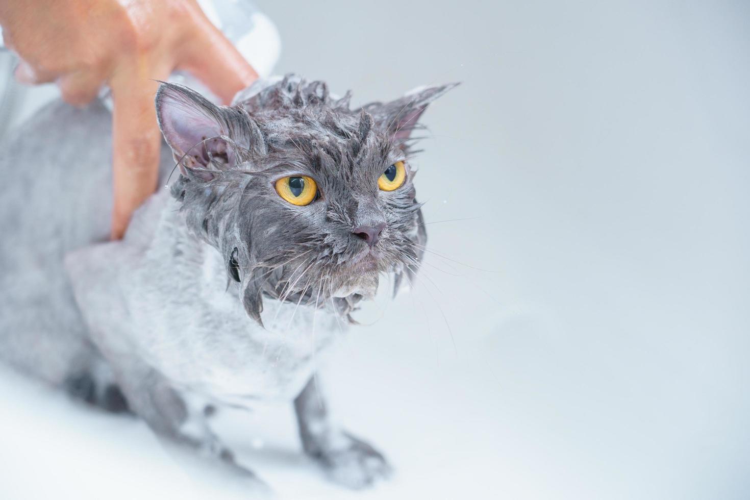 gato enojado en la bañera foto