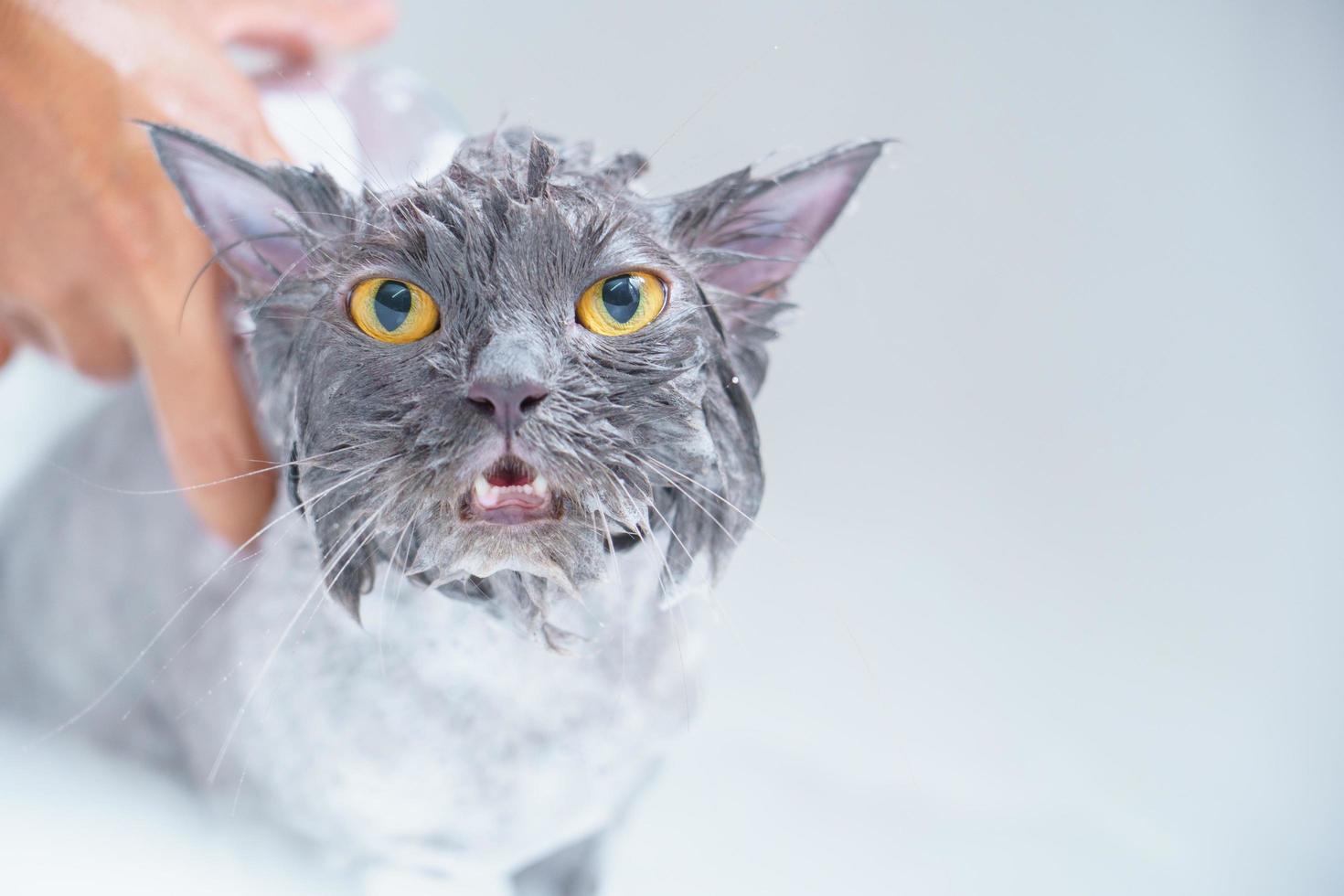 Angry cat in the bathtub photo