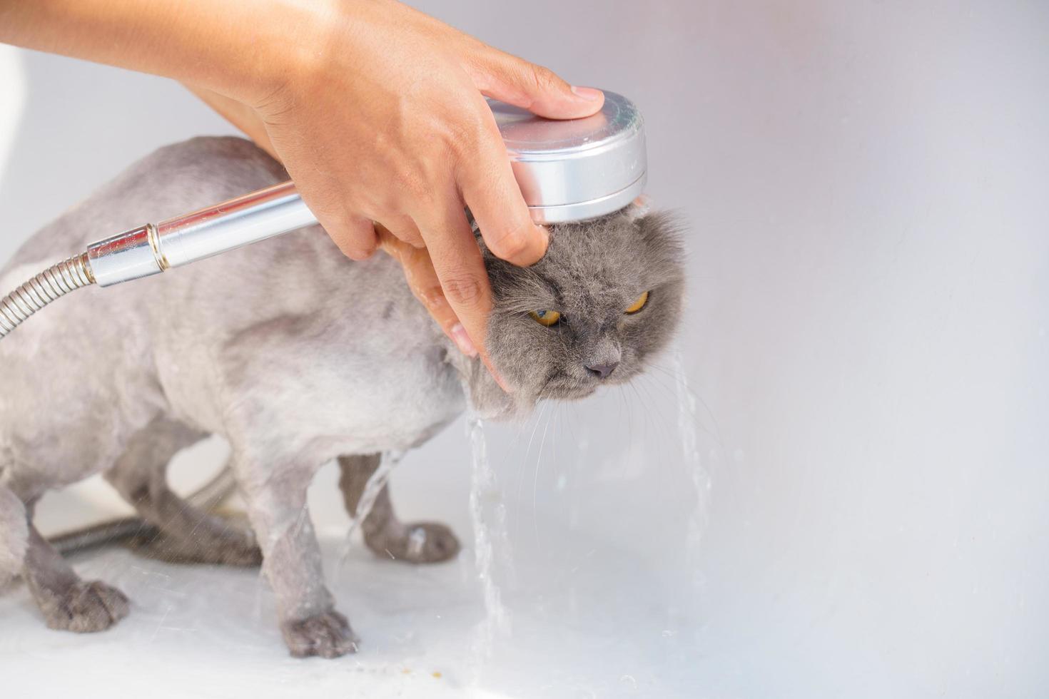 Angry cat in the bathtub photo