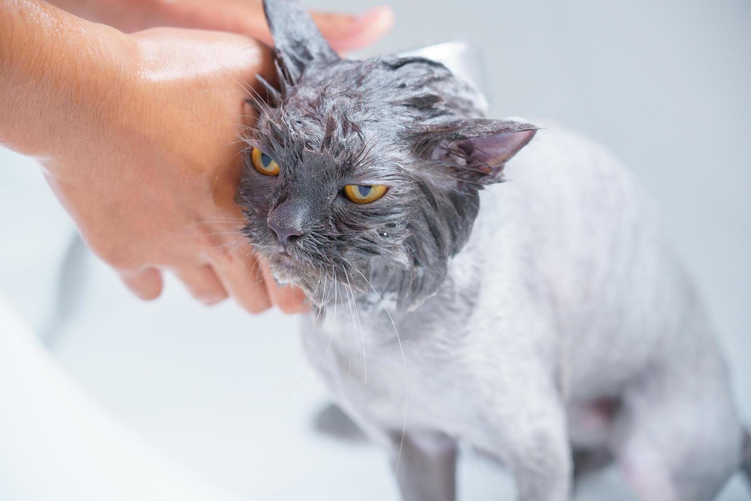 Angry cat in the bathtub photo