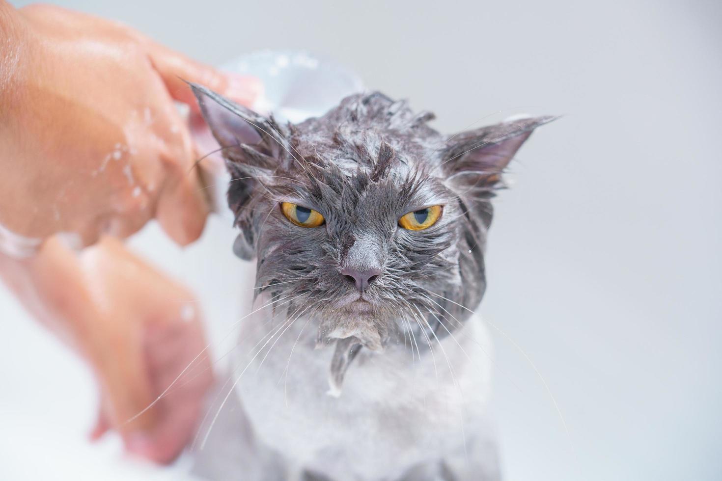 Angry cat in the bathtub photo