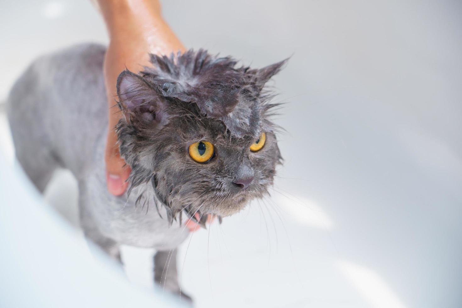 gato enojado en la bañera foto