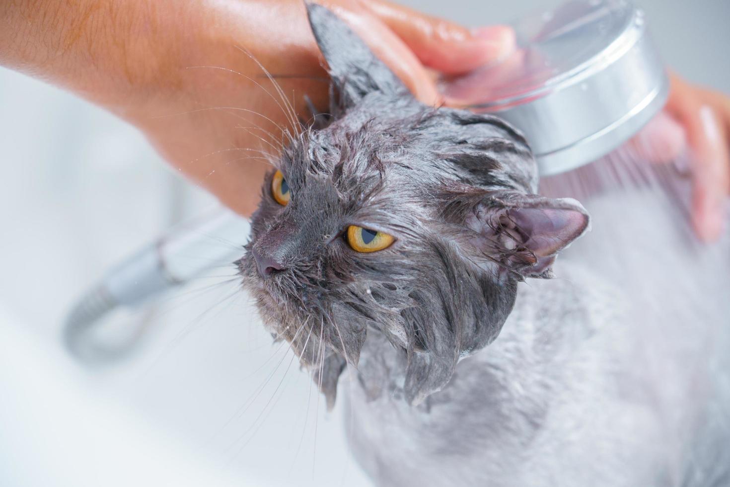 Angry cat in the bathtub photo