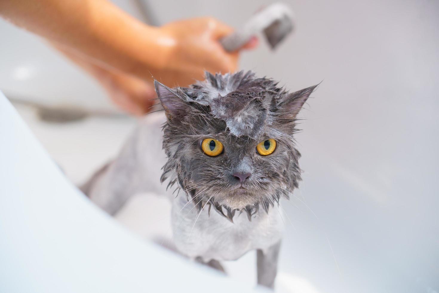 Angry cat in the bathtub photo