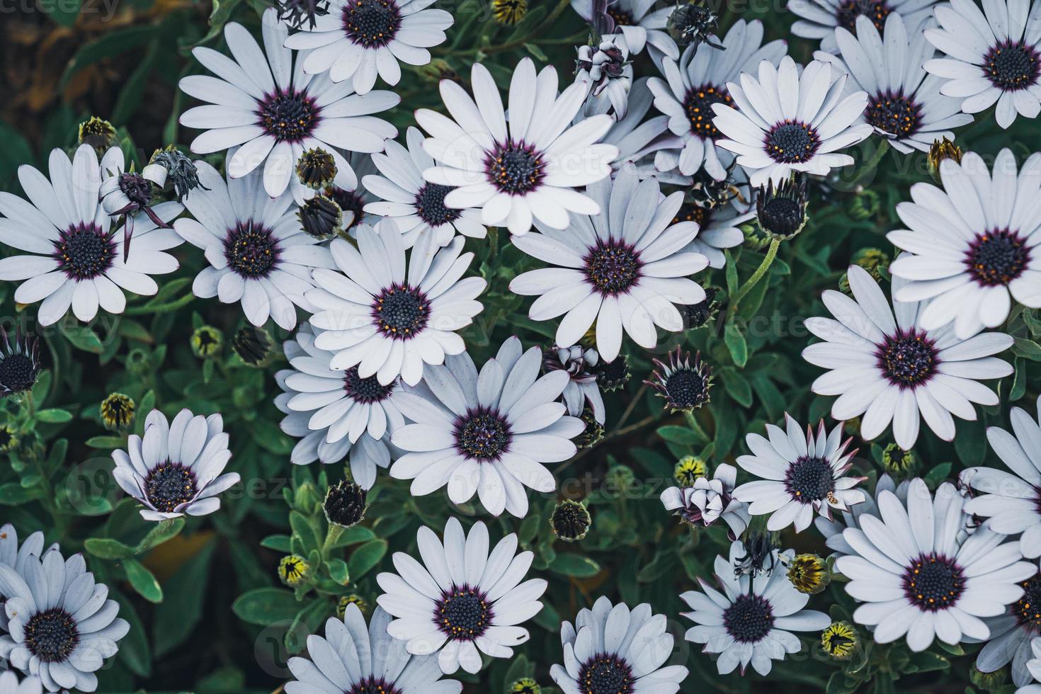 White flowers of African daisy photo