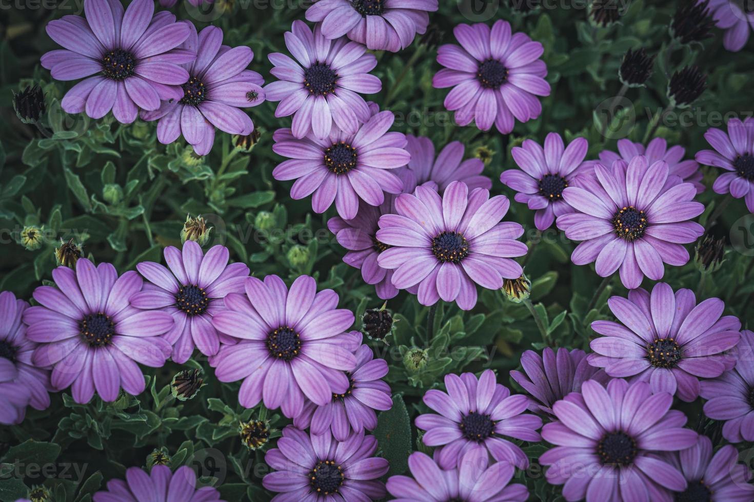 Purple and pink flowers of African daisy photo
