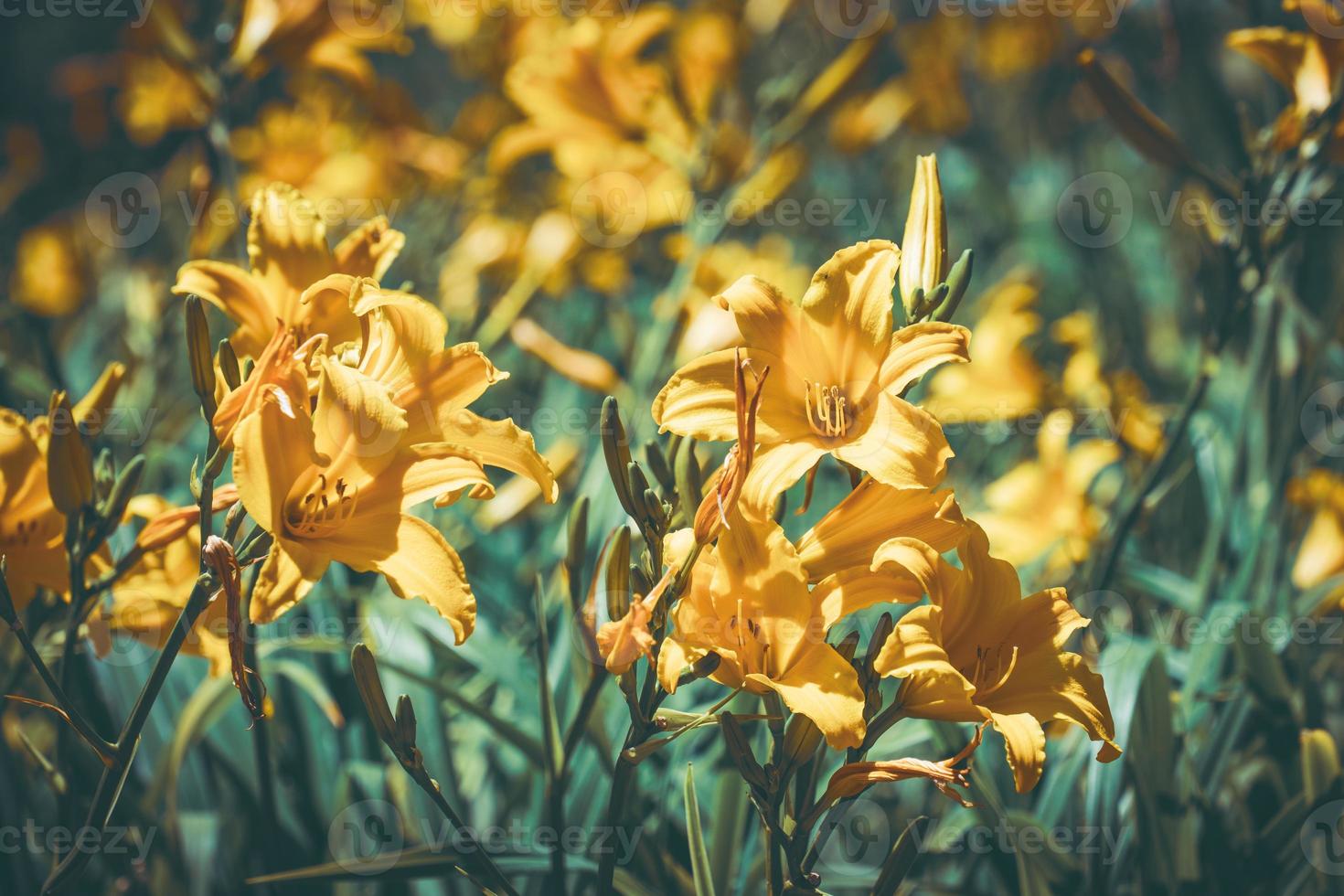 Yellow flowers and buds of Daylily photo