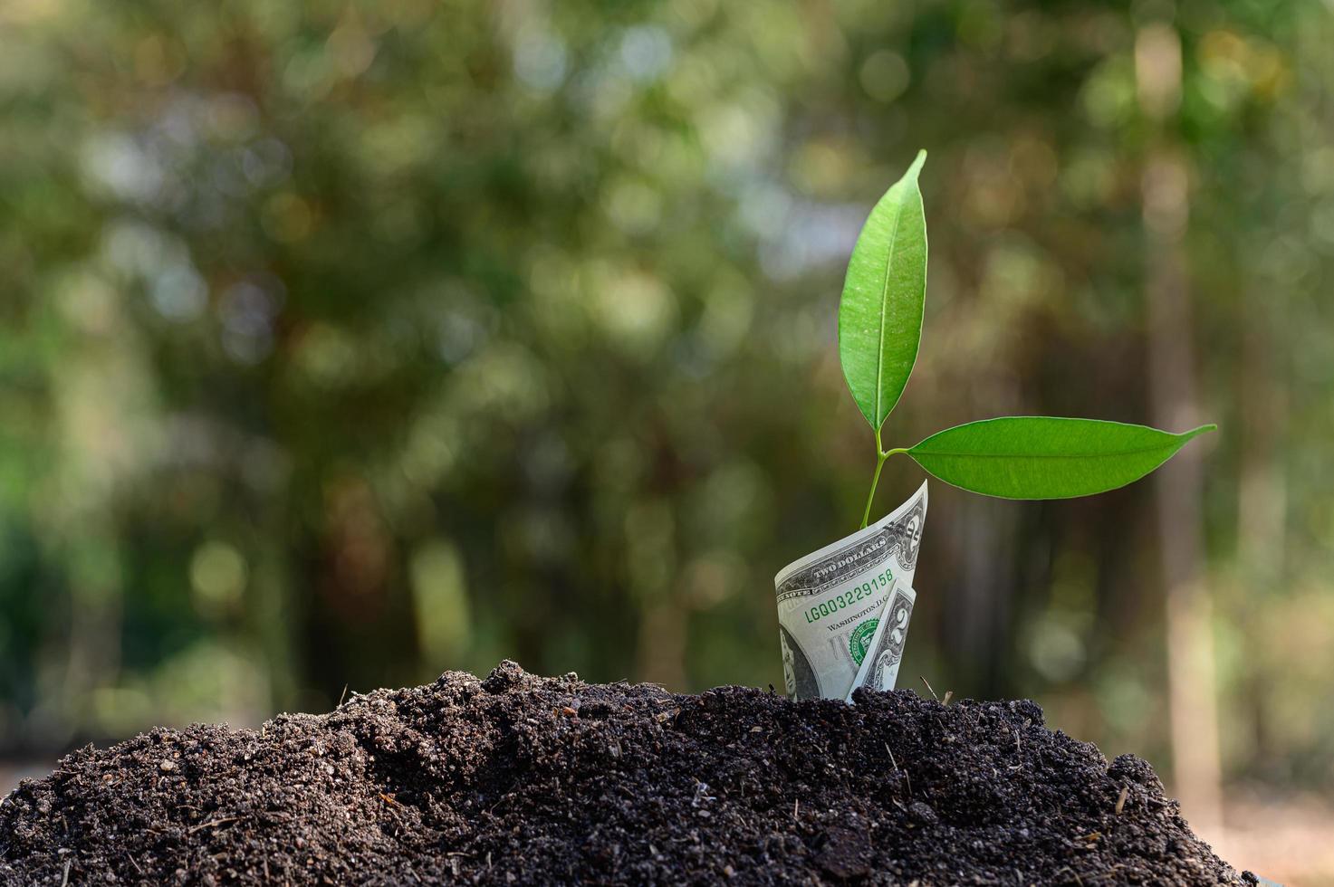 The growth of business represented by a growing tree photo