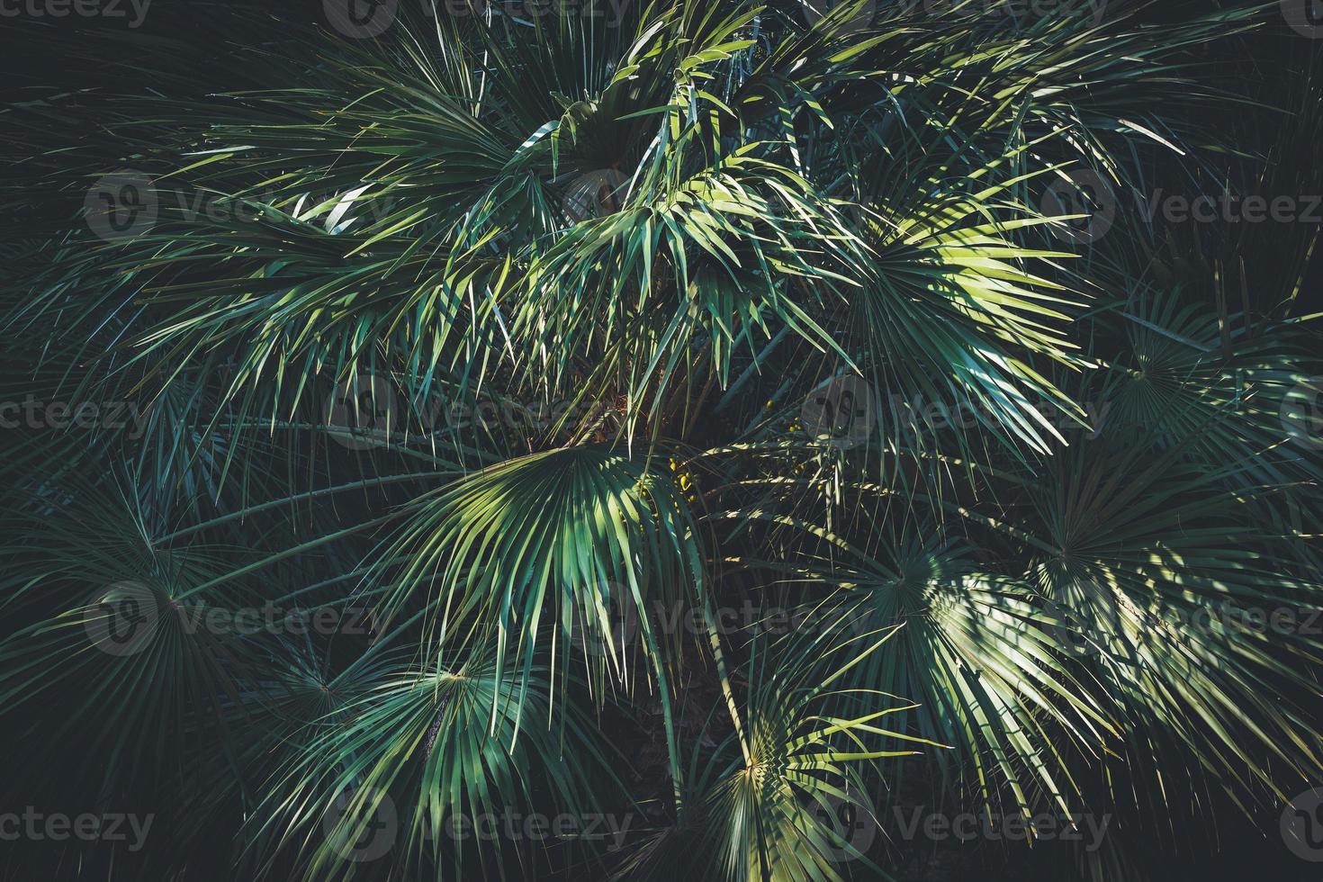 Leaves of a California fan palm photo