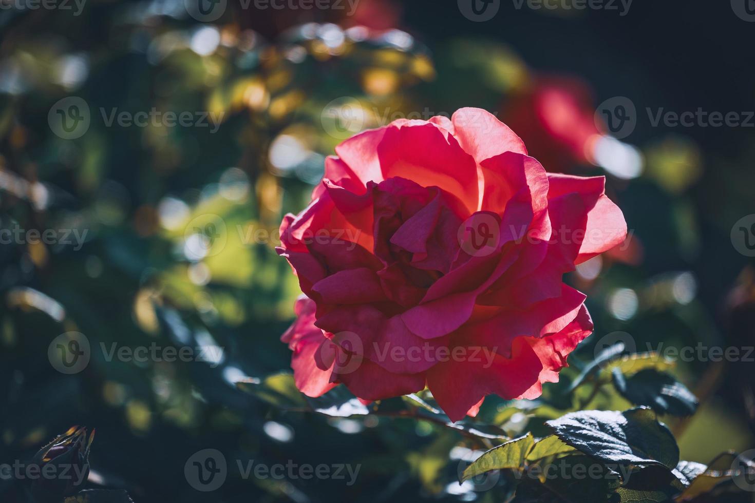 rosa oscuro rosa en flor foto