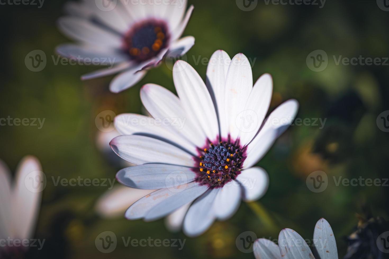 White flowers of African daisy photo