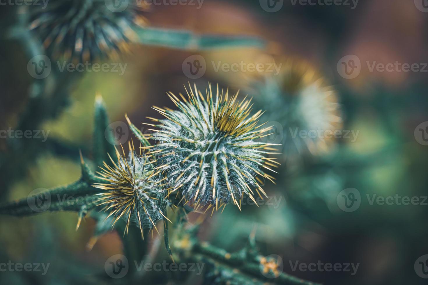 pequeños brotes de cardo foto