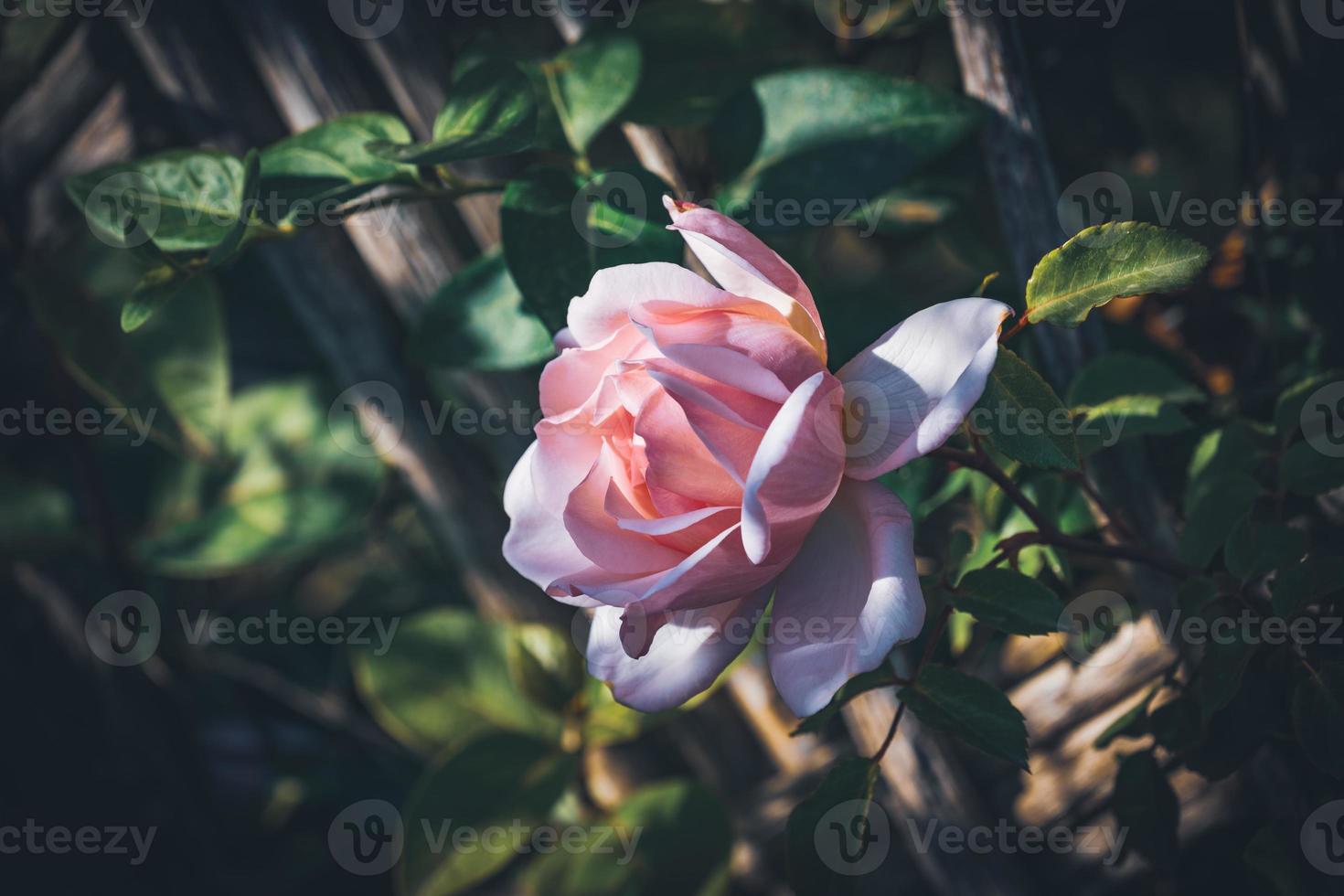 primer plano, de, un, cultivado, rosa rosa foto