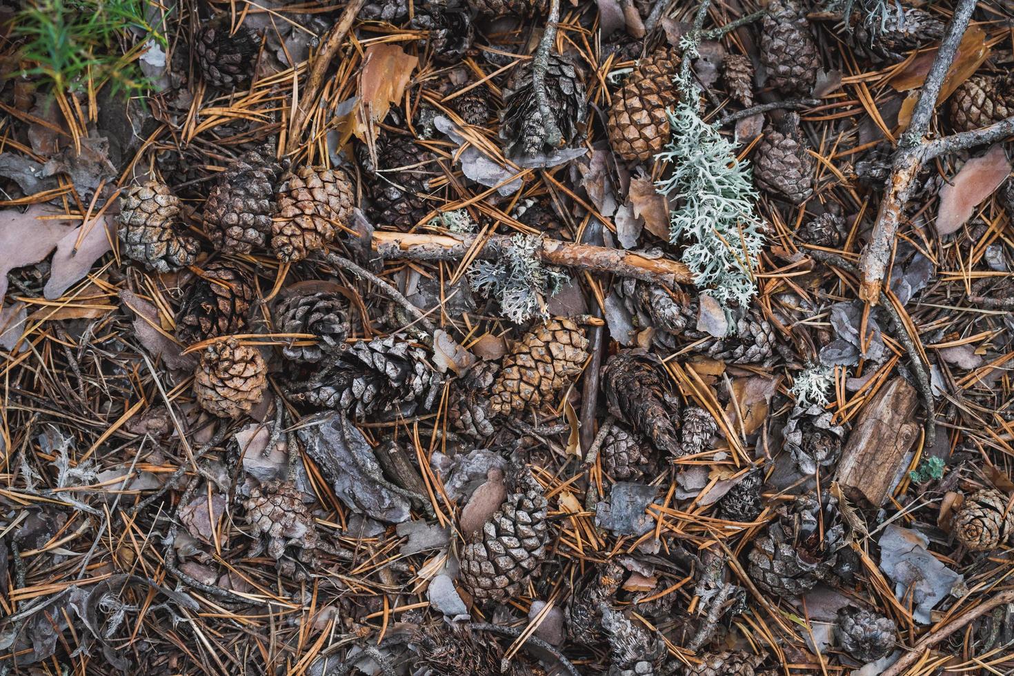 piñas en el suelo del bosque foto