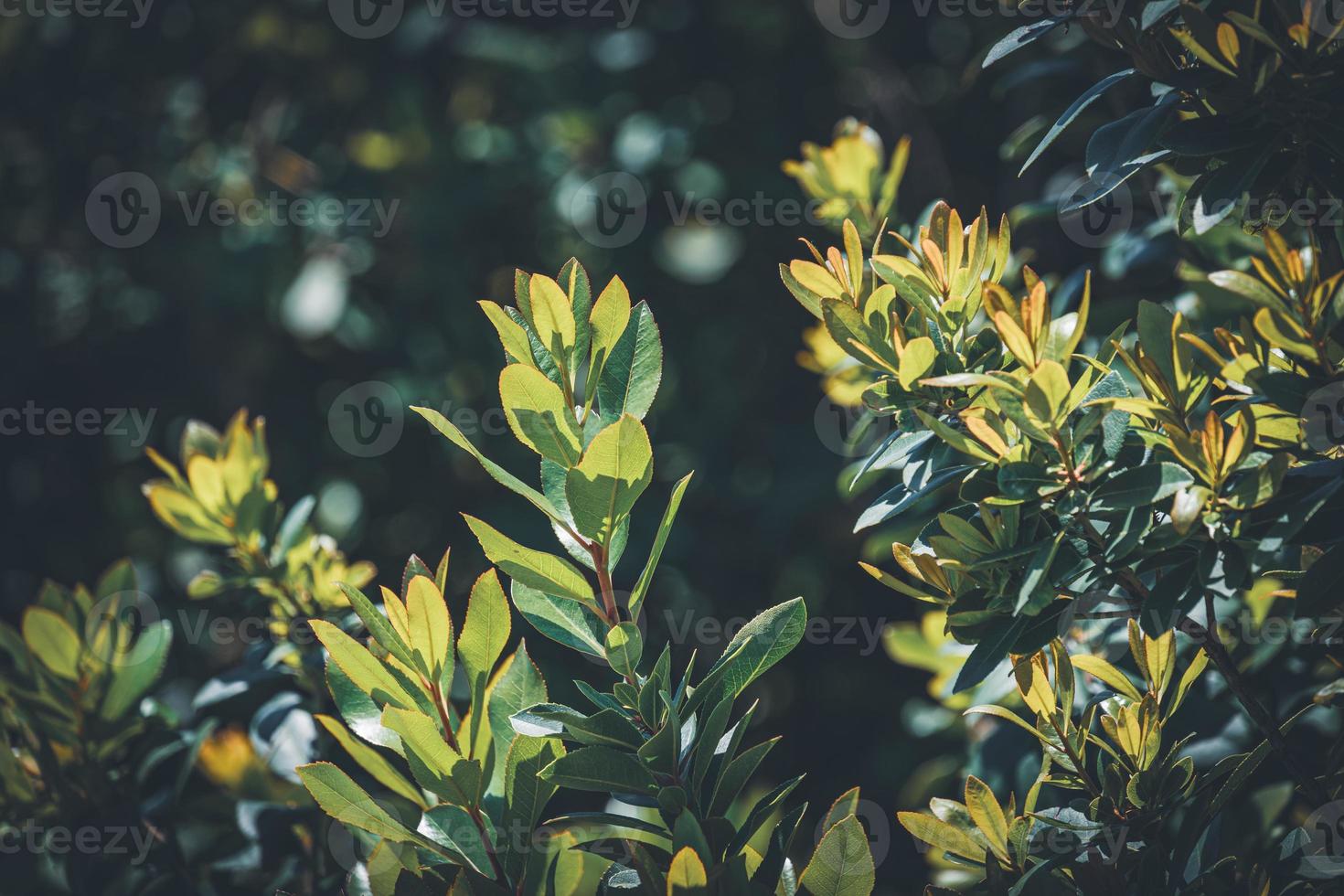 Evergreen leaves of an Arbutus Unedo photo