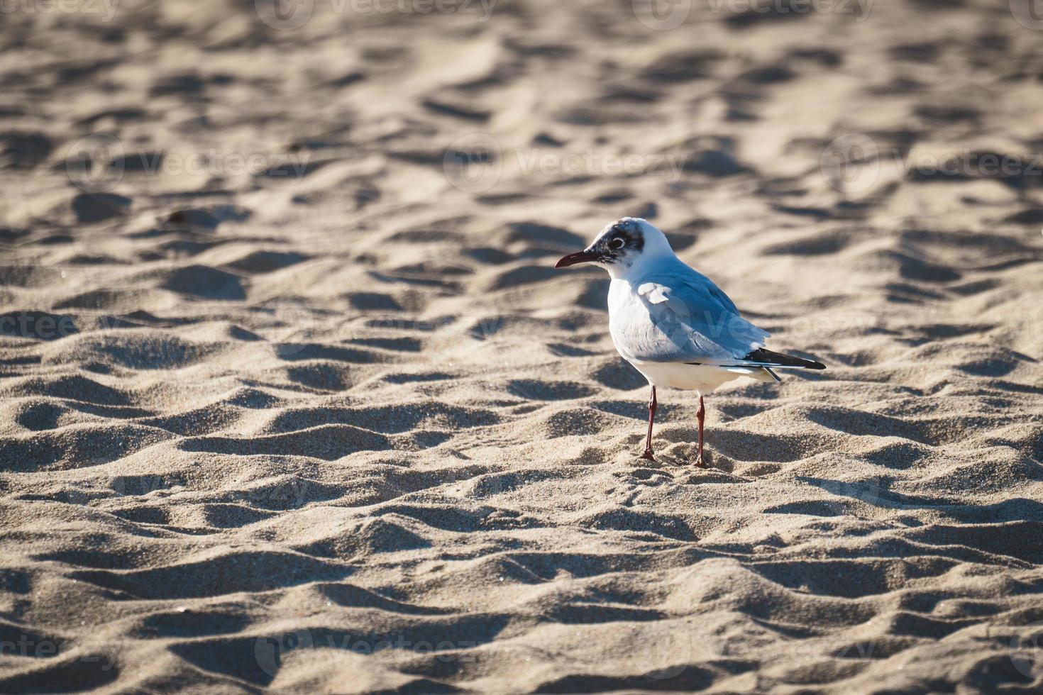 Mediterranean gull on the beach sand photo