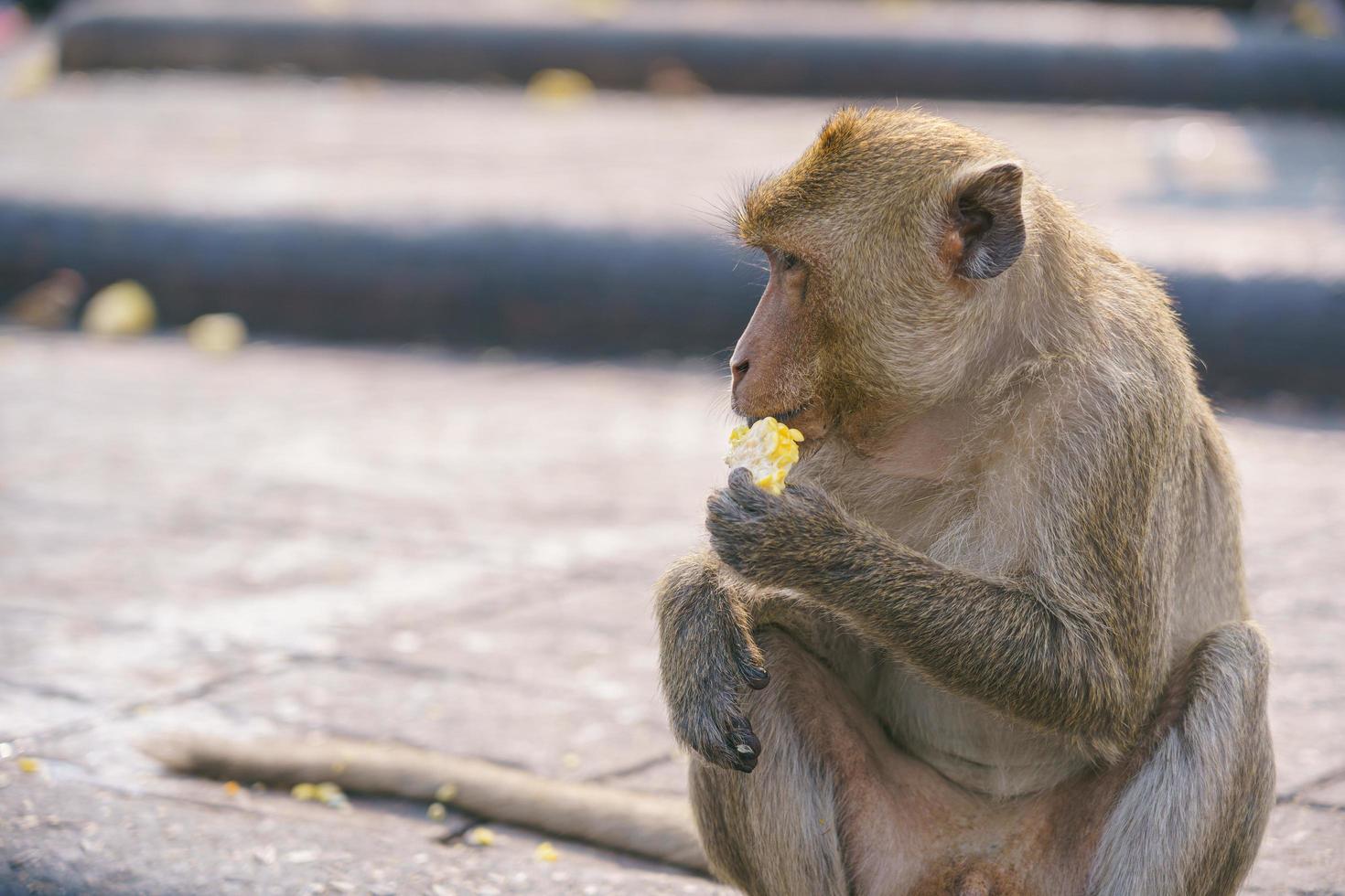 Crab-eating macaque eating fruit in Lop Buri, Thailand photo