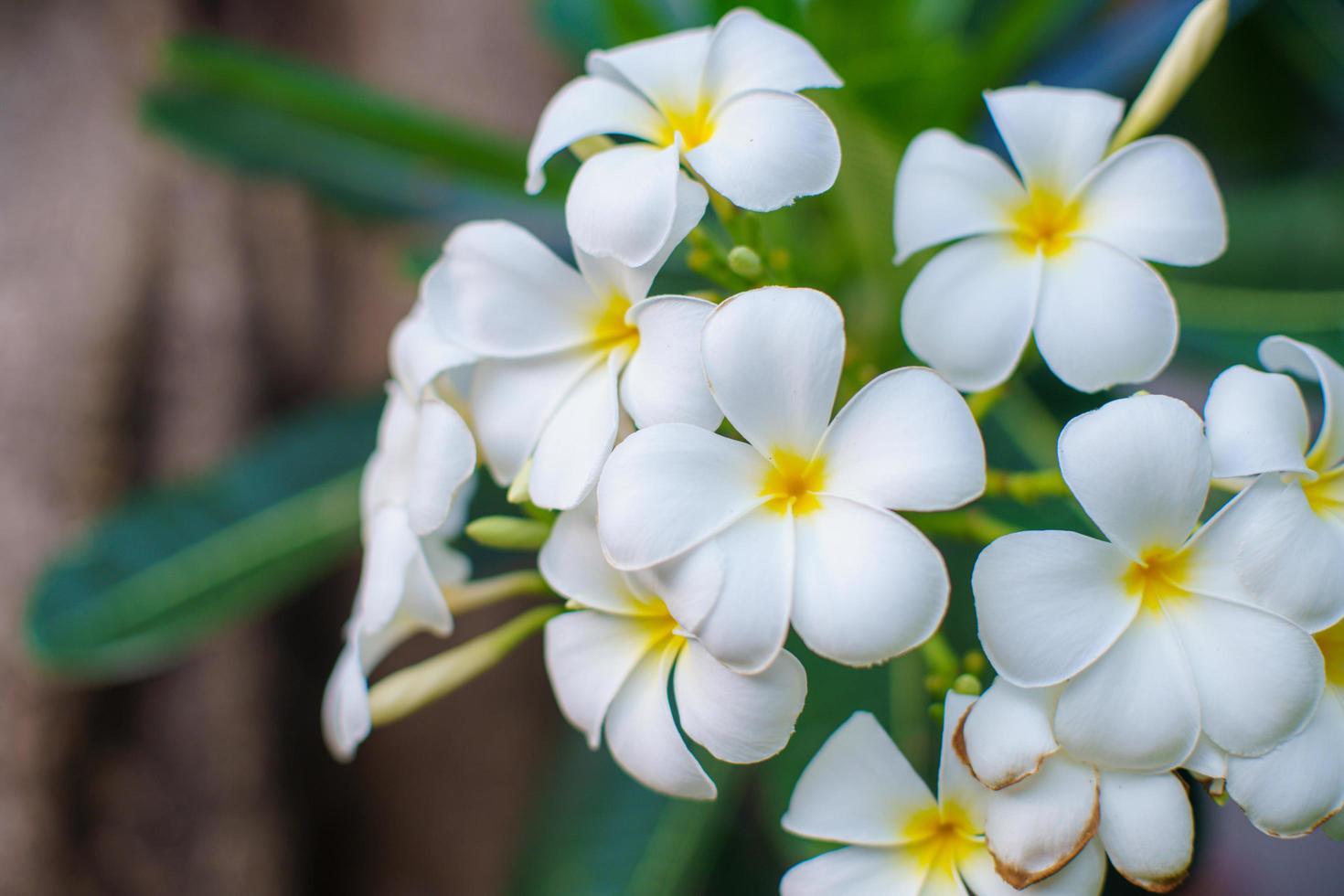 White plumeria blossoms photo