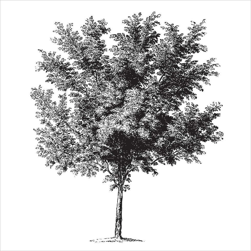 Peach Tree Vintage Illustrations vector