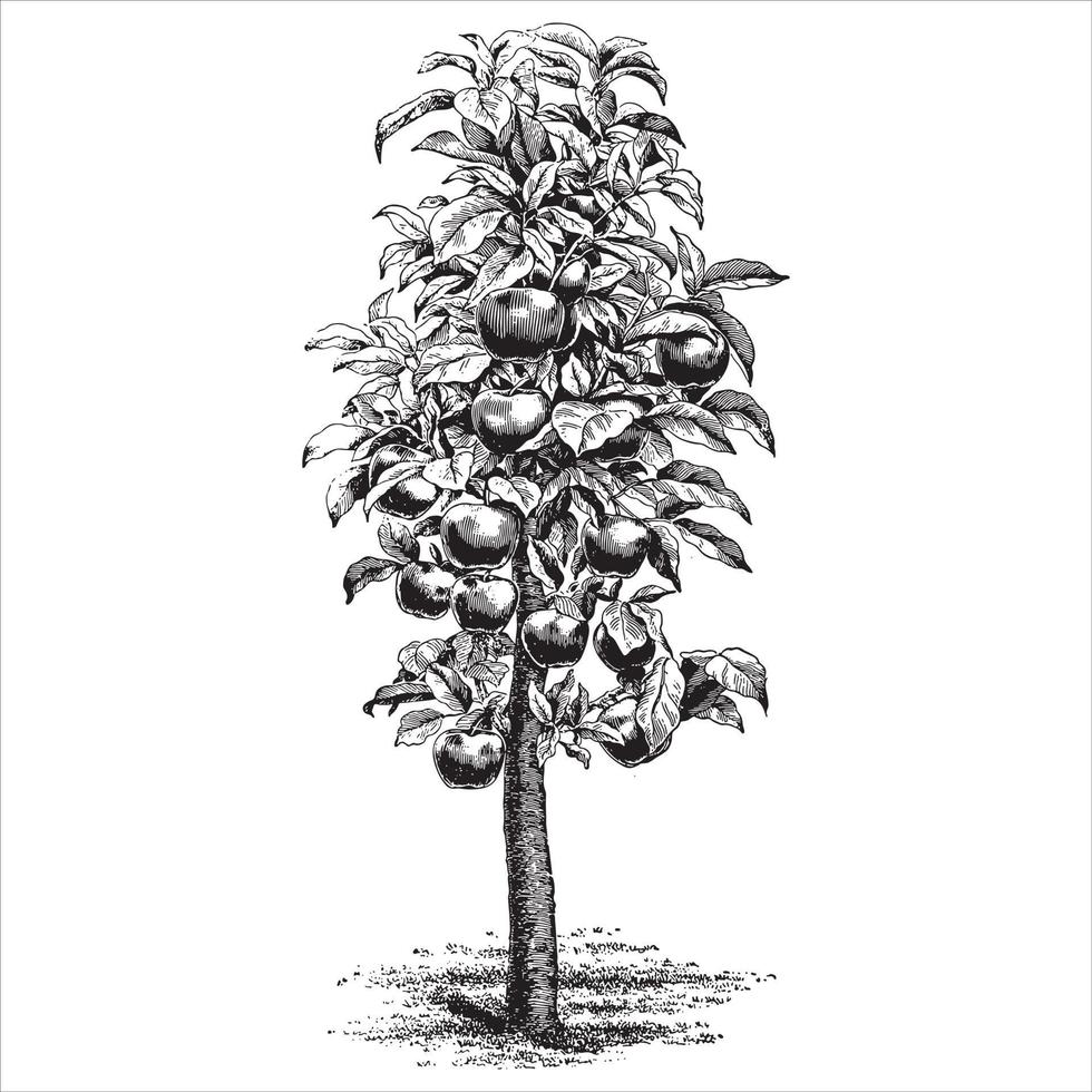 ilustraciones vintage de manzano vector