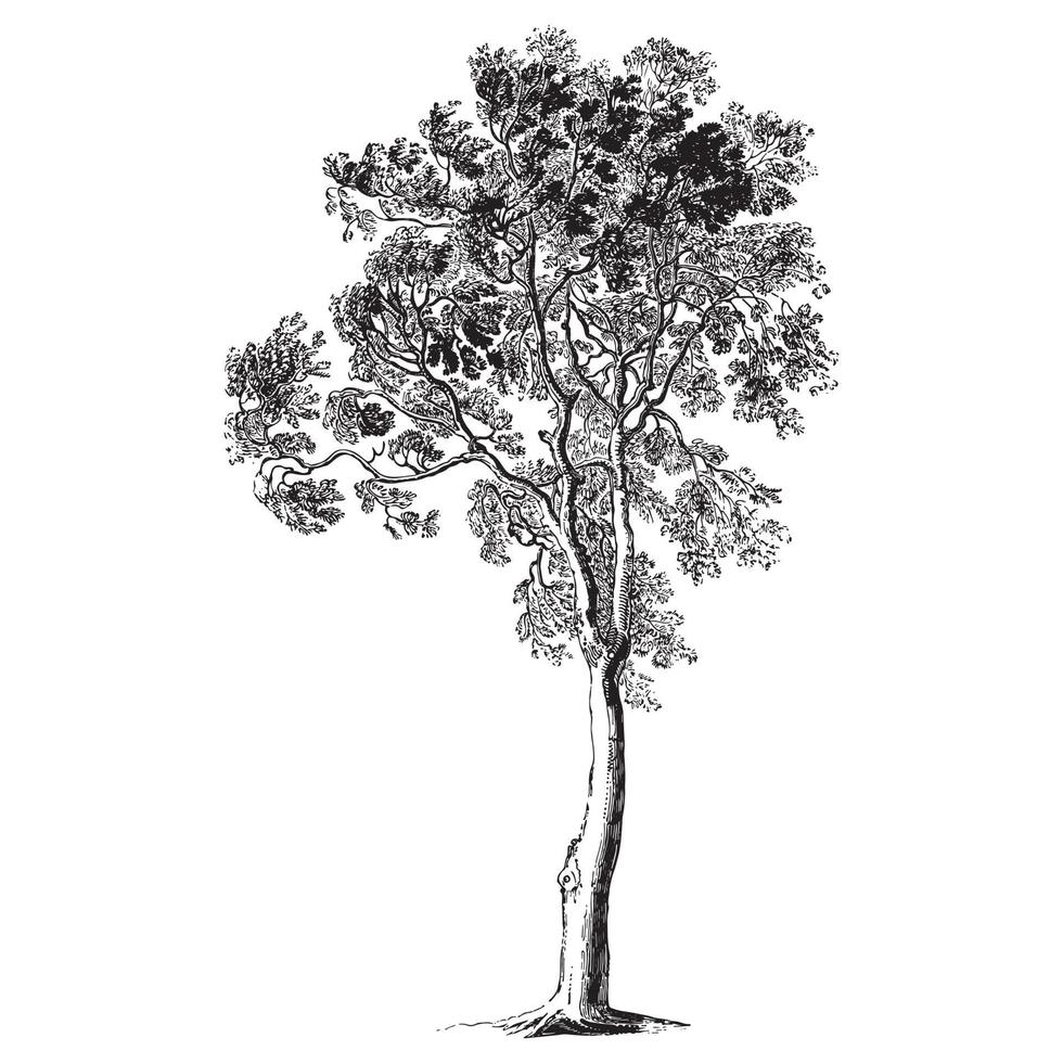 Ash Tree Vintage Illustrations vector